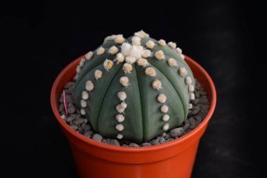 'Astrophytum Asterias Nudumas' adlı dikenli kaktüs.