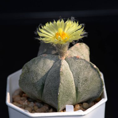 'Astrophytum Myriostigma' adlı çiçekli kaktüs.