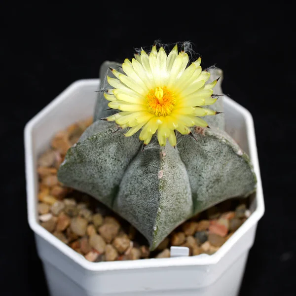 'Astrophytum Myriostigma' adlı çiçekli kaktüs.