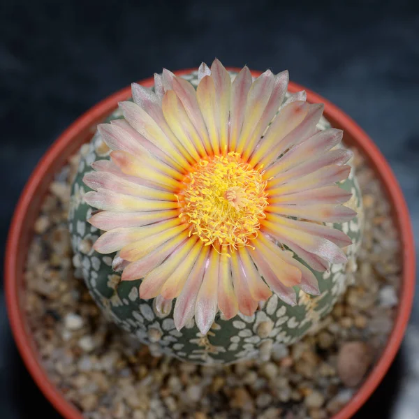 stock image Cactus with flowers called 'Astrophytum Asterias Super kabuto'