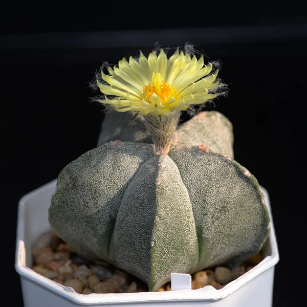 stock image Cactus with flowers called 'Astrophytum Myriostigma'