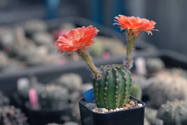 Kaktus Med Blommor Som Kallas Lobivia — Stockfoto