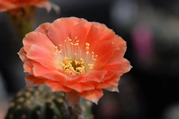 stock image Cactus with flowers called 