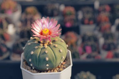Çiçekli kaktüs 