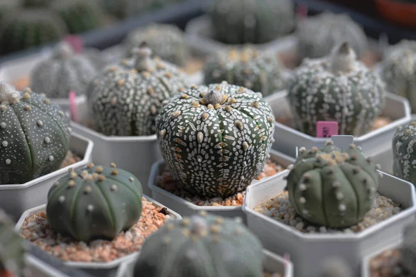 Kaktus Med Tagg Som Kallas Astrophytum Asterias Super Kabuto — Stockfoto