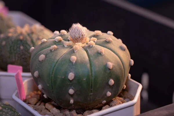 Kaktus Med Tagg Som Kallas Astrophytum Asterias Nudum — Stockfoto