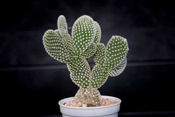 Kaktus Med Torn Kaldet Opuntia Microdasys Var Albispina - Stock-foto