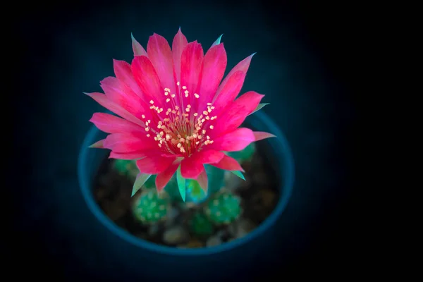 Cactus Avec Des Fleurs Appelé Lobivia — Photo