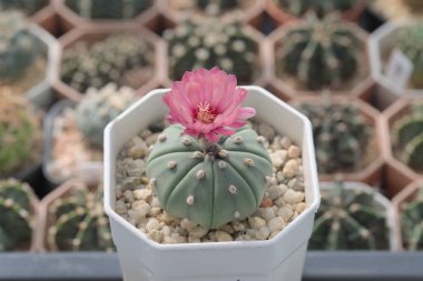 Astrophytum Asterias Akabana adında çiçekli bir kaktüs..