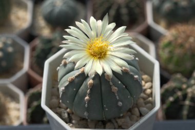 Astrophytum Asterias adında çiçekli bir kaktüs..