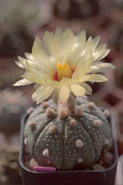 A cactus with its flowers, called Astrophytum Asterias.