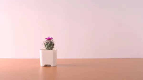 Cactus pot on wooden table and light pink wall.