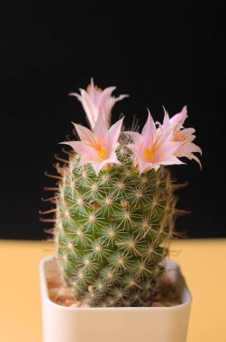 Sarı masada küçük bir tencerede kaktüs. Bu kaktüsün adı Mammillaria Beneckei..