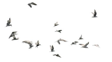 Kuş sürüsü beyaz arka planda tek başına uçuyor..