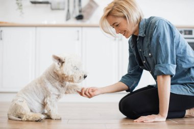 Modern mutfağın zemininde uzanan sevimli beyaz teriyerin sol patisini tutan büyüleyici bayanın yakın görüntüsü. Yetenekli evcil hayvan sahibi evde güneşli bir günde safkan köpeğe temel itaati öğretiyor..