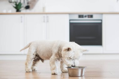 Orta büyüklükteki sevimli batının mutfak zeminindeki ahşap zeminde bırakılmış köpek mamalarını koklamasını yakından izleyin. Enerjik hayvan sevgili sahibiyle açık hava eğlencesine hazırlanıyor..
