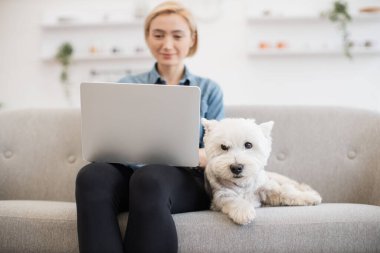 İç mekanında modern dizüstü bilgisayarı olan kısa saçlı sarışının yanındaki gri koltukta yatan sevimli beyaz teriyere odaklan. Modern dairede çalışan kadın sahibinin yanında kendini rahat hisseden tatlı bir evcil hayvan..