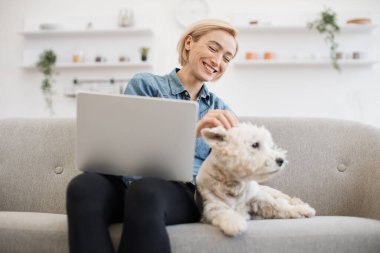 Dizlerinin üstünde dizlerinin üzerinde neşeli bir kadına odaklan. Geniş odanın içinde hafifçe sakin, küçük bir Westie 'yi tırmalıyor. Şirin bir iş kadını, evde serbest çalışırken sevimli bir hayvana rahatlık sağlıyor..