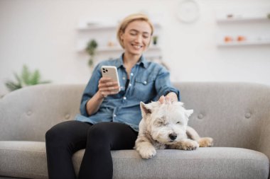 Kot tişörtlü mutlu kadın cep telefonu kullanırken evdeki koltukta yavaşça beyaz teriyeri okşuyor. Keyifli köpek bakıcısı, keyifli bir köpek spa gününden sonra modern aletle mesaj yolluyor..