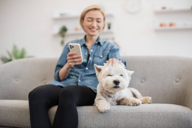 Tatlı West Highland Beyaz Teriyeri 'ne odaklanın. Sıcak bir odada uzanmış, kadın sahiplerinin okşamasından keyif alın. Neşeli güzel kadın evde köpekleri kaşırken arkadaşlarıyla sohbet ediyor..