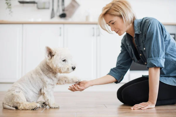 Close up view of charming lady holding left paw of adorable white terrier while leaning on floor of modern kitchen. Talented pet owner teaching purebred dog basic obedience on sunny day at home.