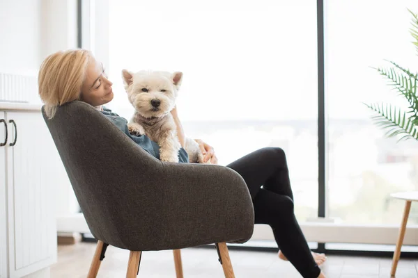 Focus on West Highland White Terrier settled comfortably in pet lovers arms in light room with picture window. Smiling blonde female hugging small animal while stopping stressing out about job.