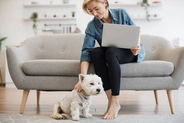 Faithful West Highland White Terrier staying close to female owner in casual clothes and with portable computer. Cuddly small dog helping young lady cope with business crisis by giving love at home.