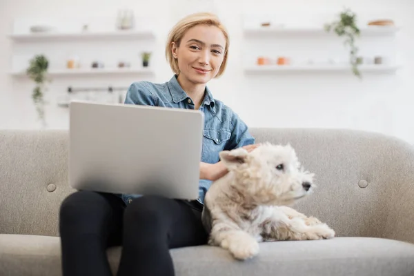 Cuddly West Highland White Terrier getting sleepy while joyful lady with portable computer petting dog gently on couch. Smiling adult woman lightly massaging animals coat while having short break.