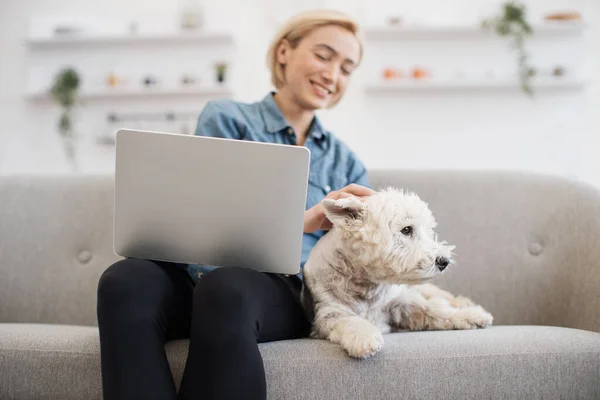 stock image Cheerful woman with laptop on knees scratching gently calm little Westie in cozy interior of spacious room. Pretty business lady providing comfort for cute animal while freelancing indoors.