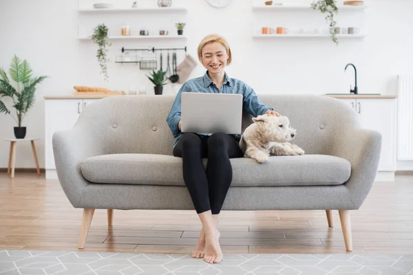Full length view of barefoot woman looking at computer screen while touching white terrier on top of head in kitchen. Joyful female adult making internet researches while utilizing laptop at home.