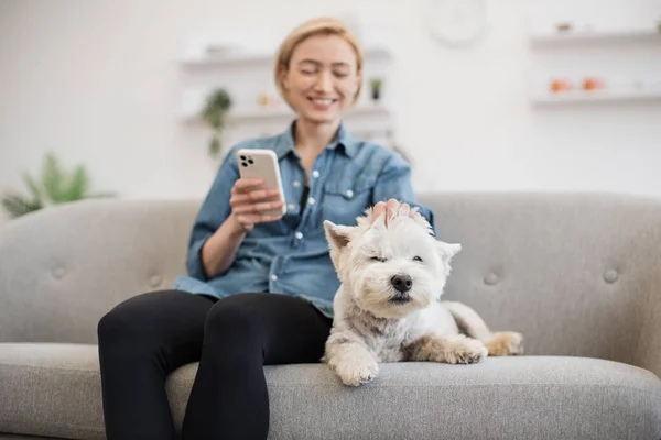 Focus on adorable West Highland White Terrier enjoying female owners patting while lying in cozy room. Joyful pretty woman sharing news with friends via chat while scratching dogs head at home.