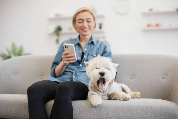 Cute purebred Westie yawning on soft couch while cheerful female with mobile phone smiling at dogs fatigue. Small domestic animal feeling tired after active entertainment with owner on sunny day.