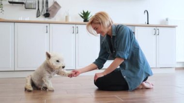 Modern mutfağın zemininde uzanan sevimli beyaz teriyerin sol patisini tutan büyüleyici bayanın yakın görüntüsü. Yetenekli evcil hayvan sahibi evde güneşli bir günde safkan köpeğe temel itaati öğretiyor..