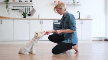 Rahat sarışın bir kadının yan görünüşü küçük beyaz bir köpeğe çömelmiş gibi görünüyor. Kafkasyalı genç bayan dinlenme sırasında ödül vererek kısa seanslara ara veriyor..
