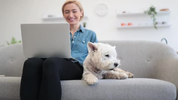 Cheerful Woman Laptop Knees Scratching Gently Calm Little Westie Cozy — Stock Video