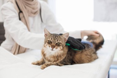 Hayvan kliniğinde rutin kontroller sırasında evcil hayvan bakım eldiveni kullanan steteskoplu kadın veteriner görüntüsü. Yetişkin kedi için rutin önleyici bakım sağlayan etkili bir tıbbi uzman..