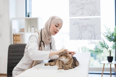 Her yıl hayvan kliniğine gelen tekir kediye kedi aşısı vermekte usta bir tıp uzmanıdır. Arap veterinerlik uzmanı enfeksiyona karşı tüm güçlendiriciyi enjekte ediyor..