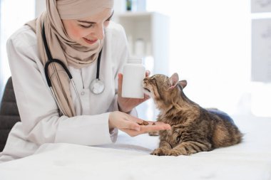 Türbanlı bir kadının evcil hayvan bakım odasındaki tekir kediye çiğnenebilir tabletler verdiği görüntüyü kapatın. Müslüman veteriner, kedi arkadaşına sığır eti aromalı ilaçlar öneriyor..