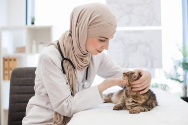 Tesettürlü müslüman bayan tesettür ve doktor ceketi giyer muayene koltuğunda tekir hayvanının başını nazikçe tutar. Lisanslı kedi uygulayıcısı veteriner kliniğindeki rutin kontrollerde kürklü hastanın kulaklarını denetliyor..