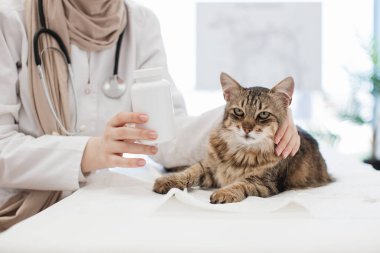 Aylık veterinerlik ziyareti sırasında muayene koltuğunda uzanan yetişkin gri ve kahverengi kediye odaklan. Türbanlı kadın profesyonel Arap görüşü ilaç şişesini gösteriyor..