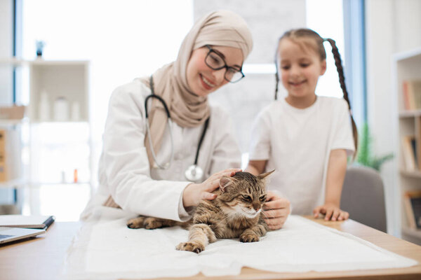 Selective focus of grey and brown animal lying on underpad while being examined by arabian vet in hijab at clinic. Furry patient staying calm on procedure while caucasian owner scheduling next visit.