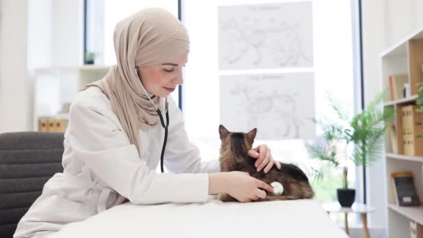 Összpontosított Muszlim Állatorvos Szakértő Csinál Teljes Szűrés Hallgat Macskák Szívverés — Stock videók