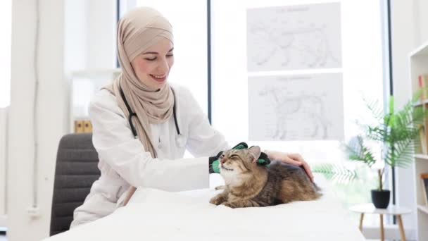 Arap Veteriner Doktor Tesettür Beyaz Üniforma Giyiyor Veteriner Kliniğinde Kediler — Stok video