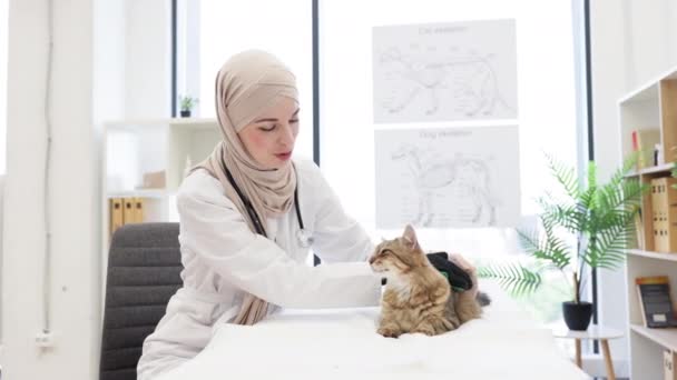 Beyaz Laboratuvar Önlüklü Müslüman Kadın Veteriner Islak Klinikteki Tıbbi Kanepede — Stok video