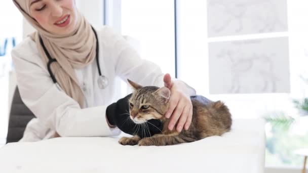 在动物诊所的定期检查中 使用宠物美容手套用听诊器对女兽医进行剪影 为成年猫提供日常预防护理的有效医疗专业人员 — 图库视频影像