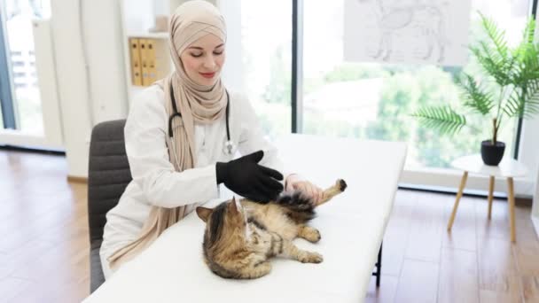 Mulher Muçulmana Sorridente Tradicional Cachecol Acariciando Gato Com Luva Deshedding — Vídeo de Stock