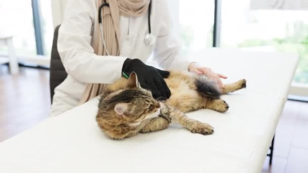 Zaměřte Šedohnědou Kočku Kterou Vyšetřuje Zdravotnický Pracovník Jemné Odlévající Rukavici — Stock video