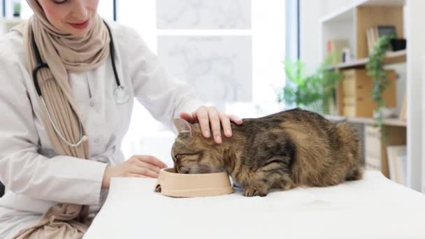 Close View Tabby Cat Relishing Animal Food Bowl While Staying — Stock Video