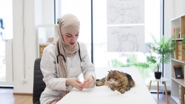 Fókuszált Arab Hidzsábban Fehér Kabátban Macskát Készít Fel Állatklinikán Történő — Stock videók