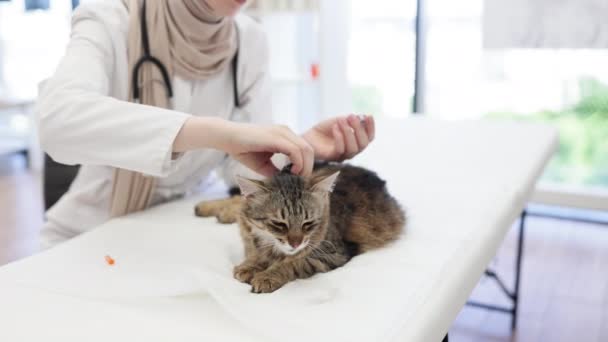 Felnőtt Macskáknak Kedvtelésből Tartott Állatok Gondozására Szolgáló Létesítményben Vakcinázási Rend — Stock videók